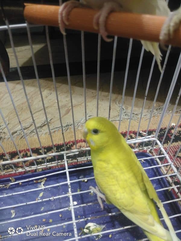 Budgies parrots For sale 14