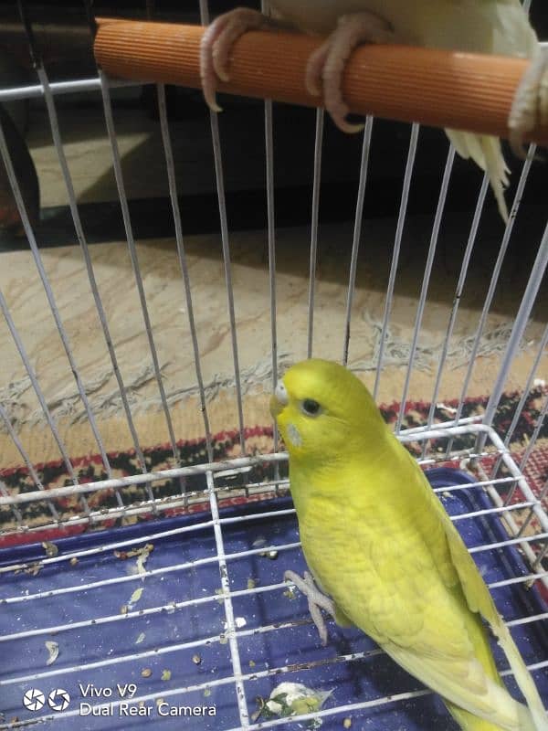 Budgies parrots For sale 15