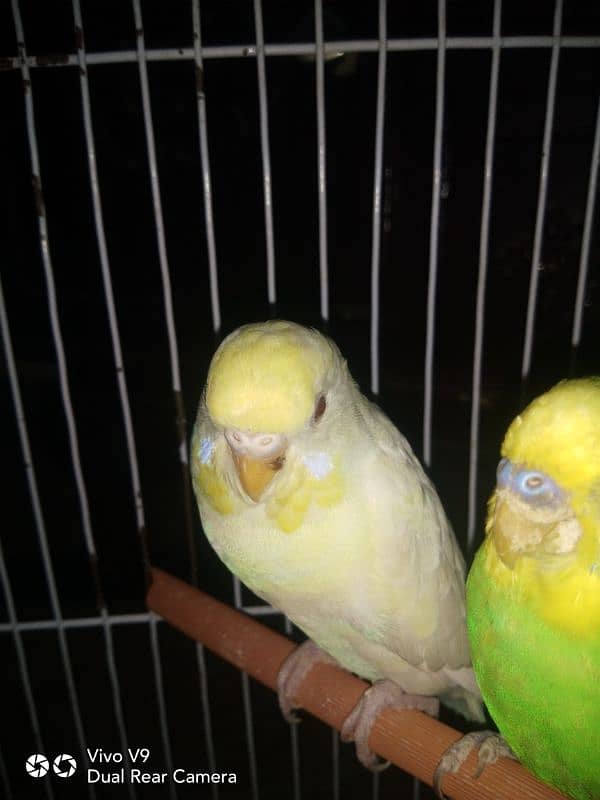 Budgies parrots For sale 16