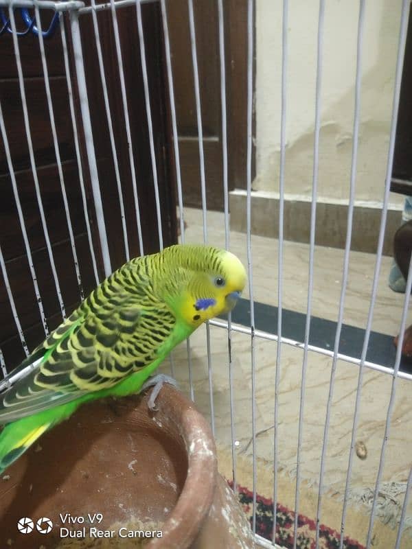 Budgies parrots For sale 17