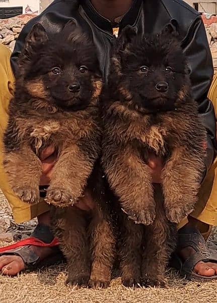 proper long coat German Shepherd pair looking for new Home 1