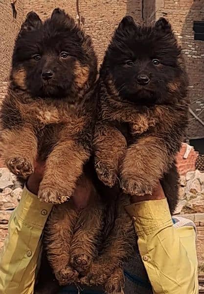 proper long coat German Shepherd pair looking for new Home 2