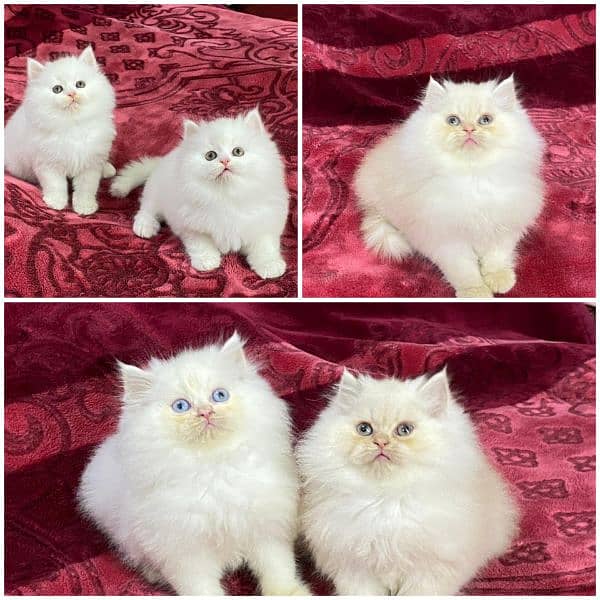 Persian kittens available now 0