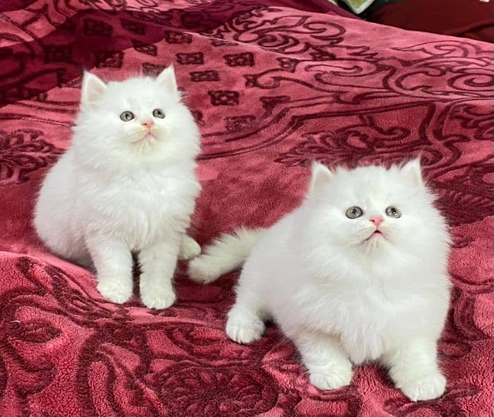 Persian kittens available now 1