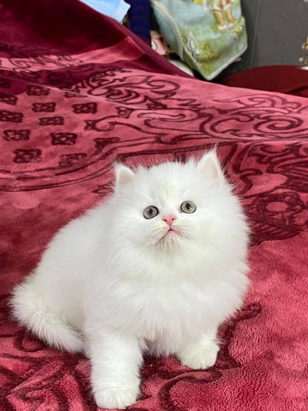 Persian kittens available now 2