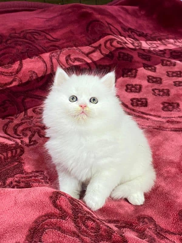 Persian kittens available now 3