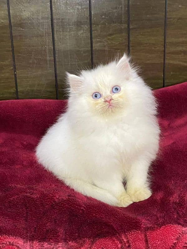 Persian kittens available now 4