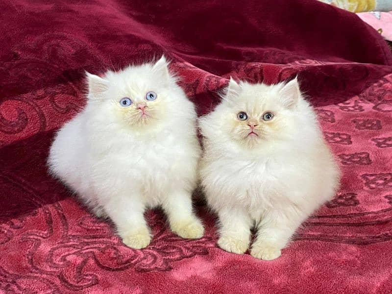 Persian kittens available now 5