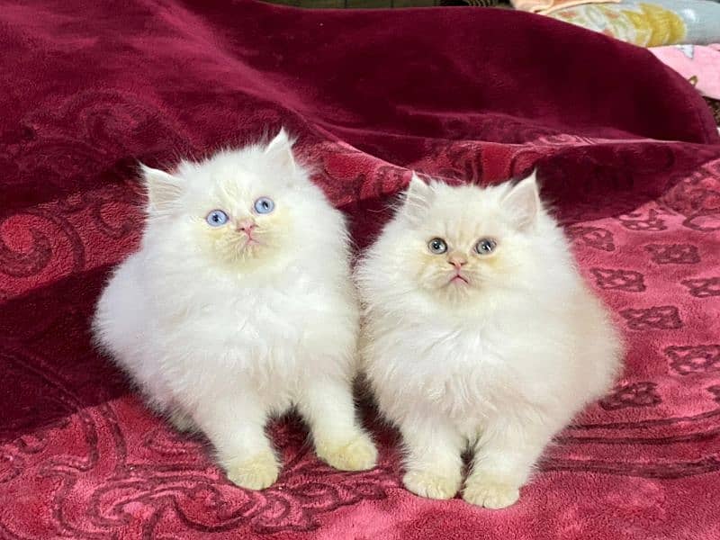 Persian kittens available now 6