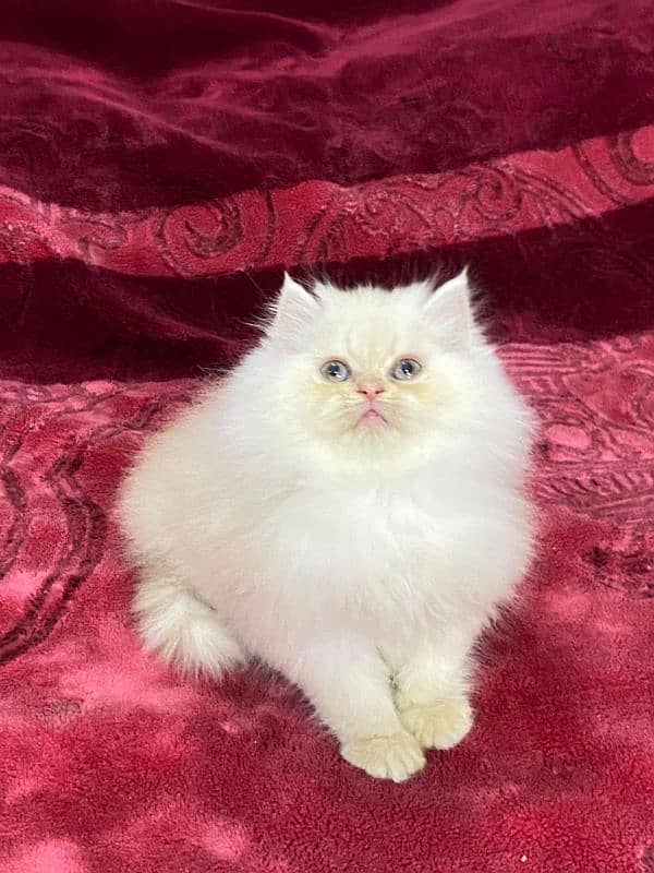 Persian kittens available now 7