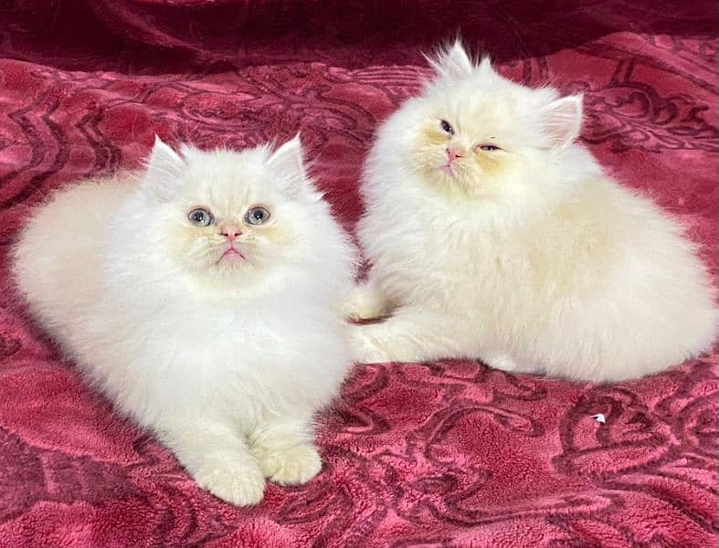 Persian kittens available now 8