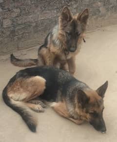 German shepherd breeder female with male pup