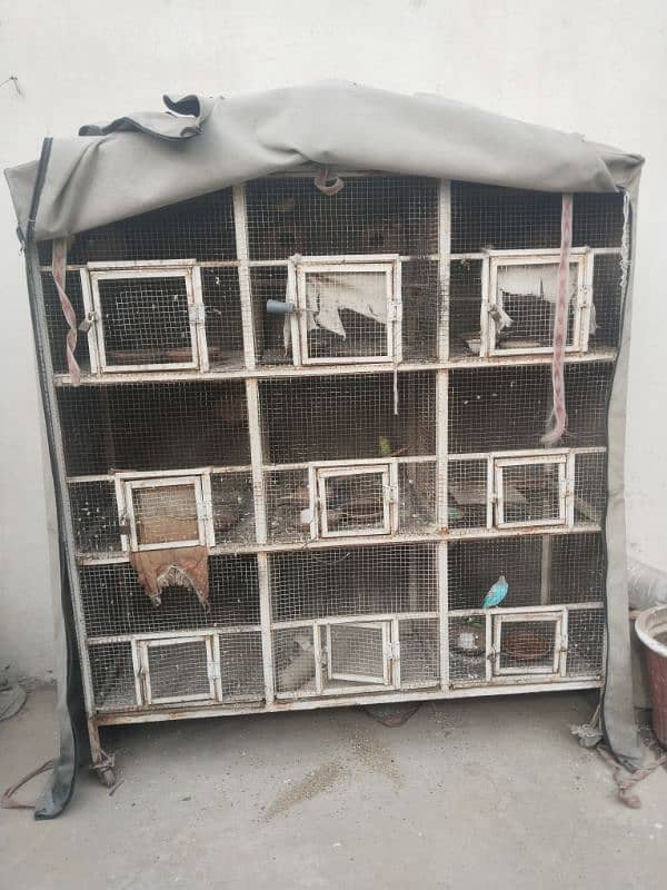 parrots cage 1