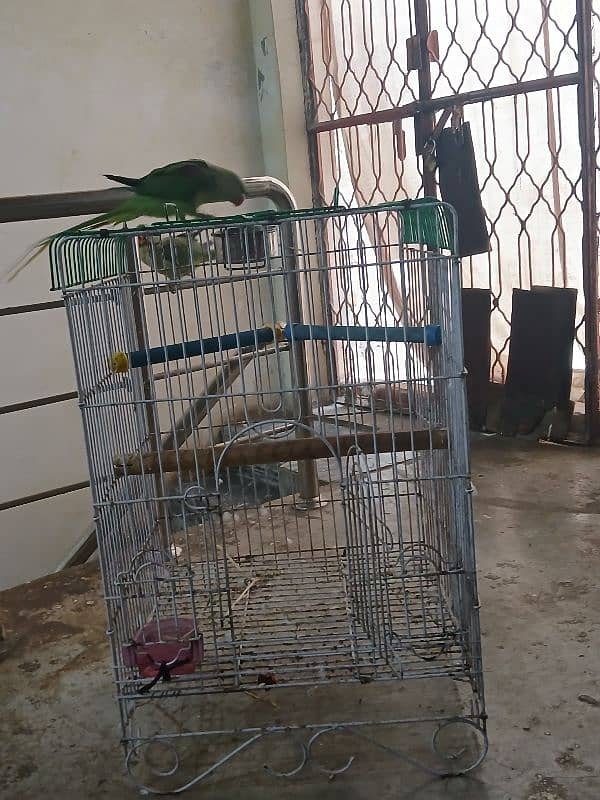 Raw Parrots Cage 2