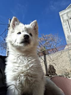 Purebred female Husky Puppy with Stunning Blue Eyes for Sale