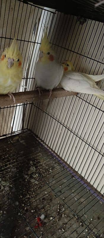 comman white breeder pair with chick 0