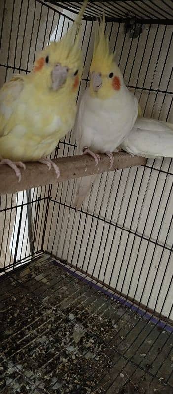 comman white breeder pair with chick 1