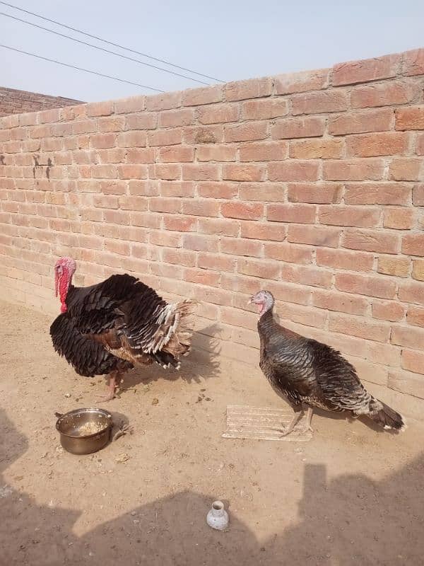 Turkey pair for sale 0