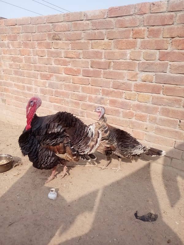 Turkey pair for sale 1