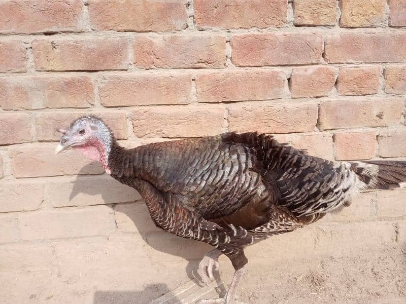 Turkey pair for sale 2