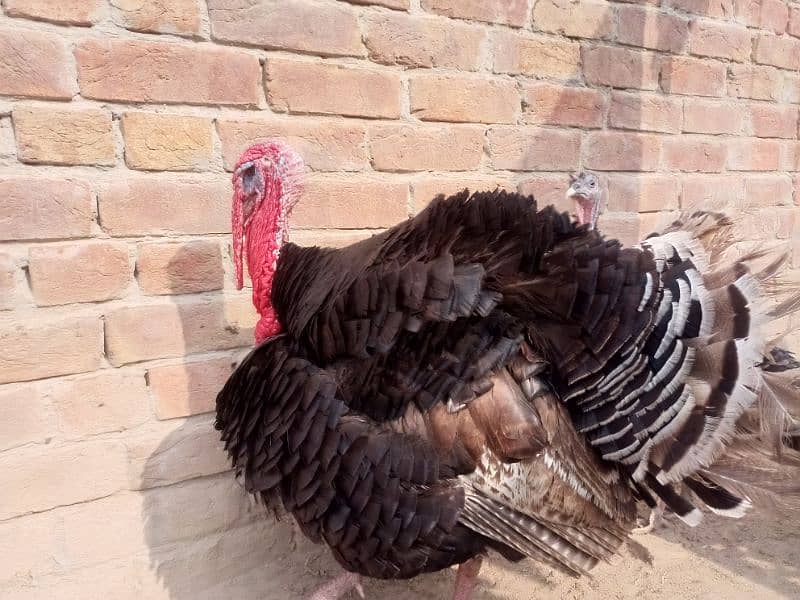 Turkey pair for sale 3