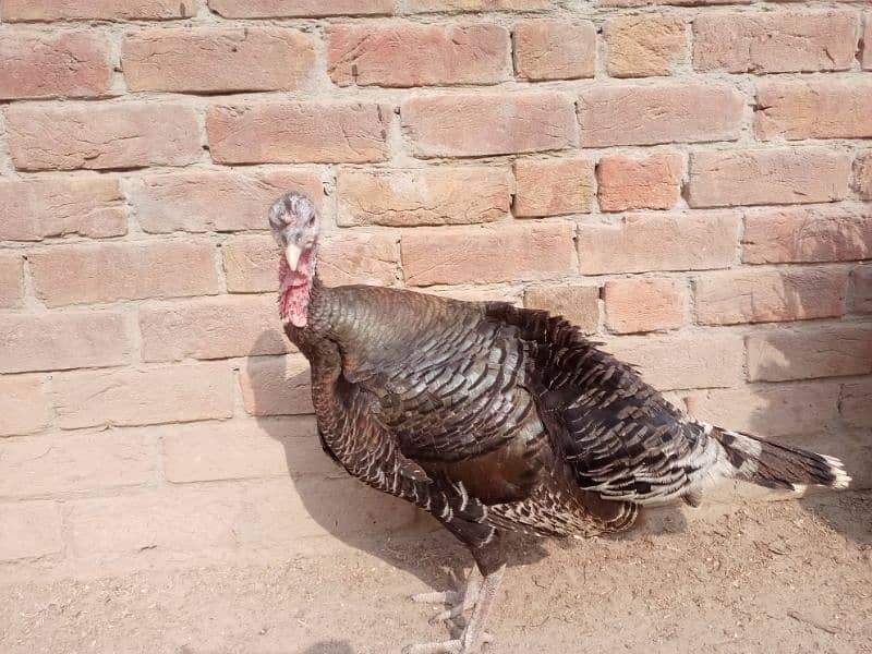 Turkey pair for sale 4