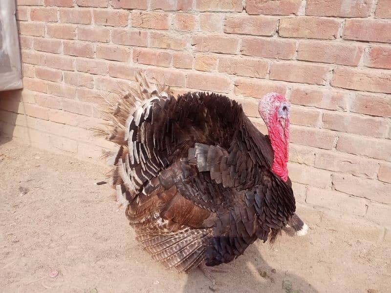 Turkey pair for sale 5