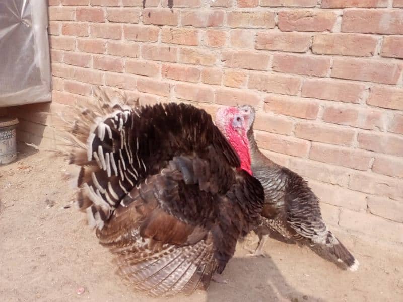 Turkey pair for sale 6