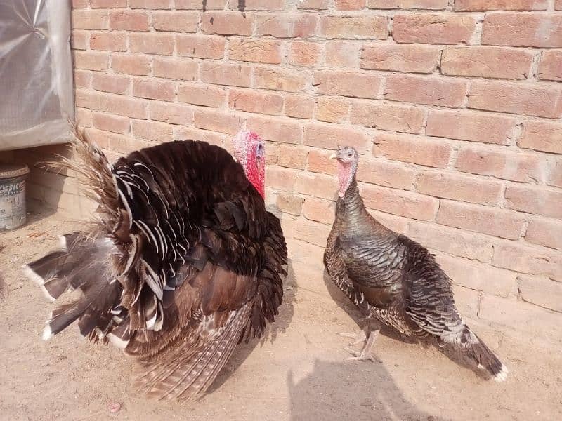 Turkey pair for sale 7