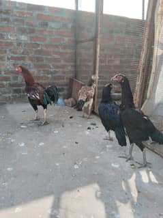 Aseel shamo cross female and male for sell