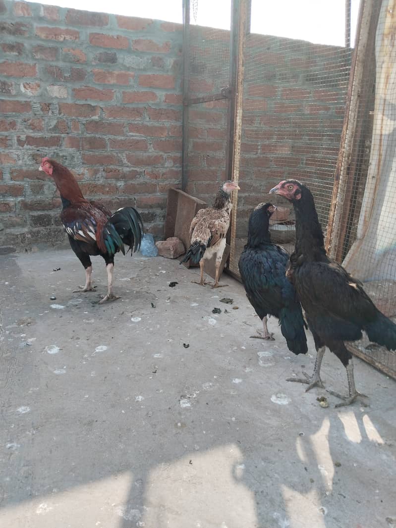 Aseel shamo cross female for sell 0