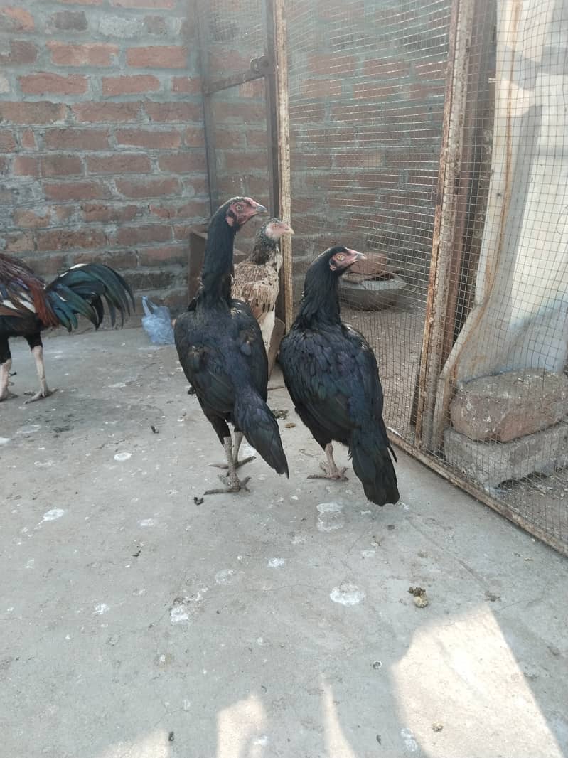 Aseel shamo cross female for sell 2