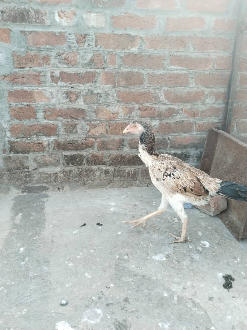 Aseel shamo cross female for sell 3