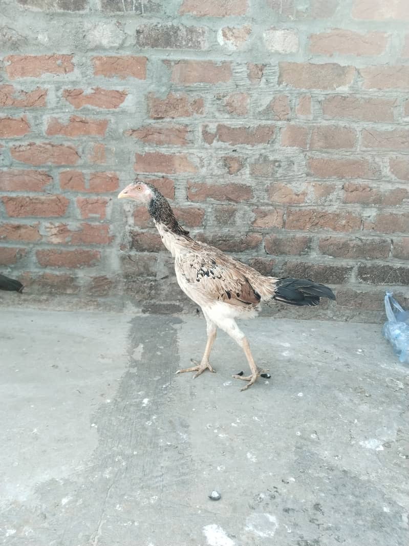 Aseel shamo cross female for sell 4