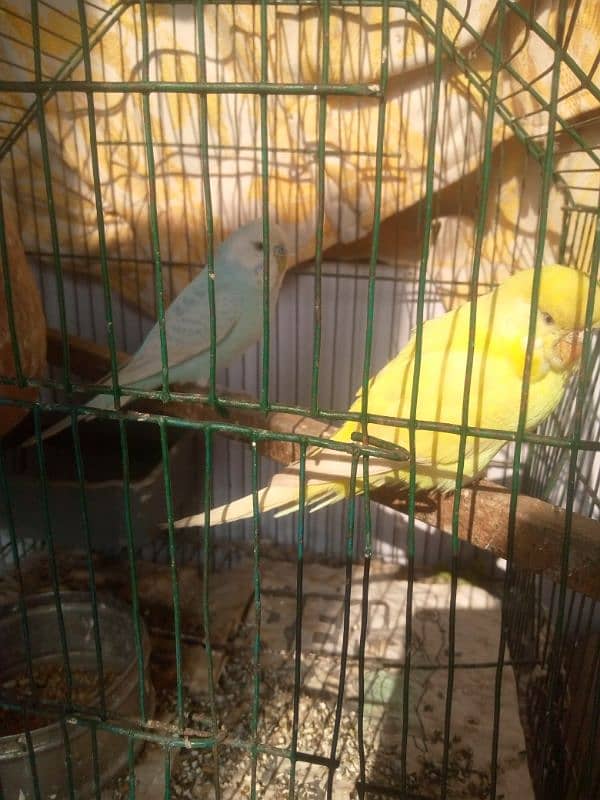 Beautiful Budgie breeder pair 0