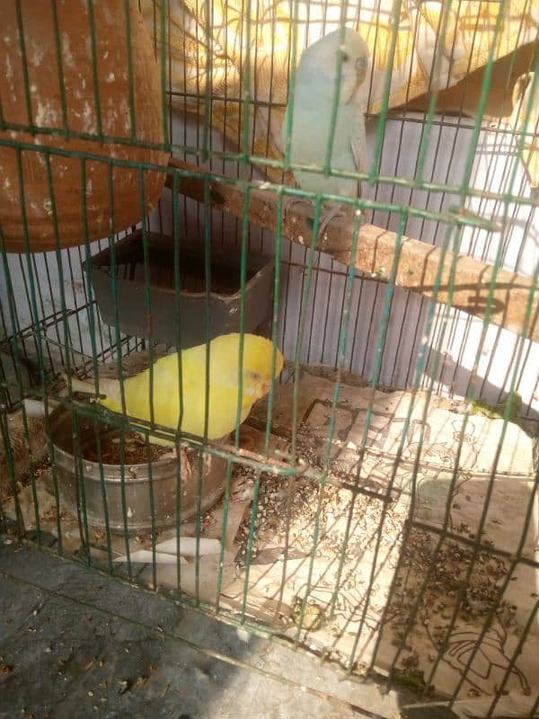 Beautiful Budgie breeder pair 1