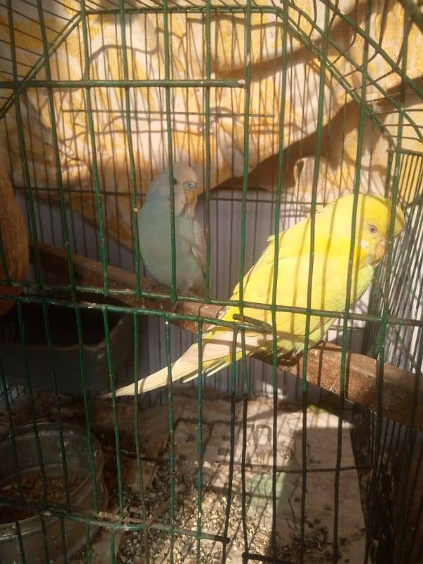 Beautiful Budgie breeder pair 2