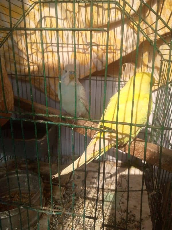 Beautiful Budgie breeder pair 3