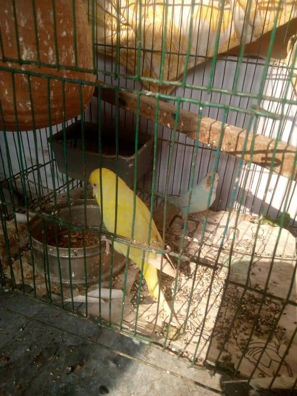 Beautiful Budgie breeder pair 4