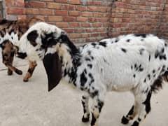 pair of goat male n female