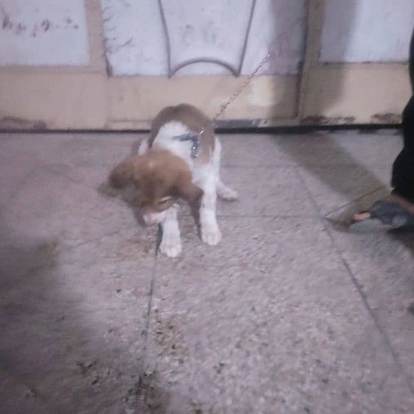 Saint Bernard puppy 2.5 month puppy active and healthy 8