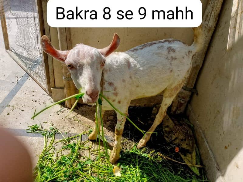 Urgent Sale, 2 munday Bakray, 1 tapri bakri 0