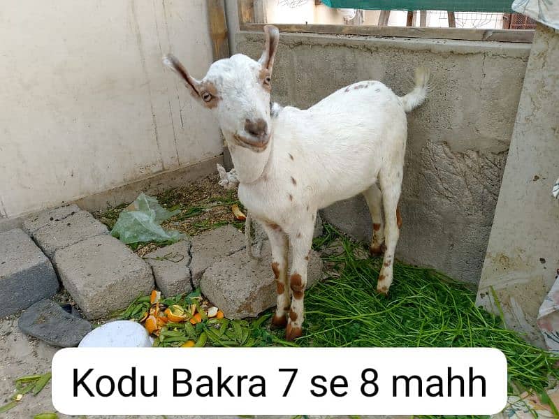 Urgent Sale, 2 munday Bakray, 1 tapri bakri 2