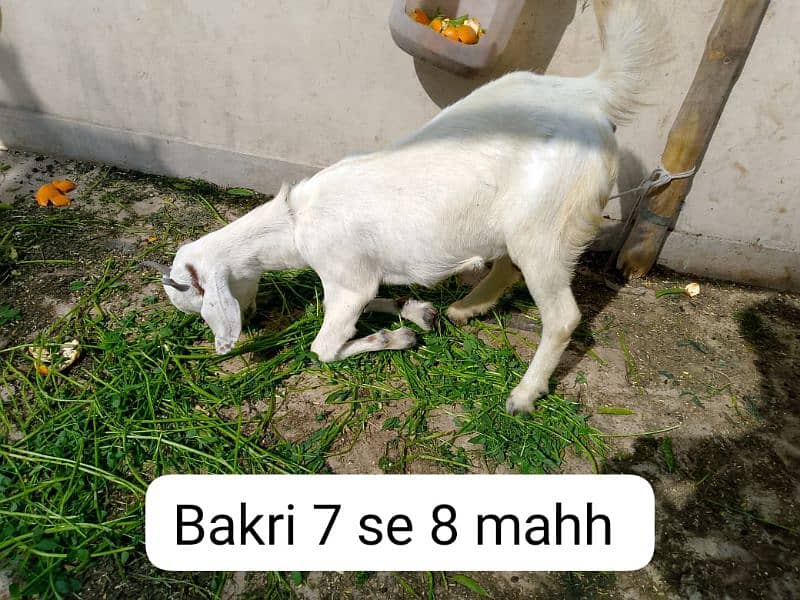 Urgent Sale, 2 munday Bakray, 1 tapri bakri 6