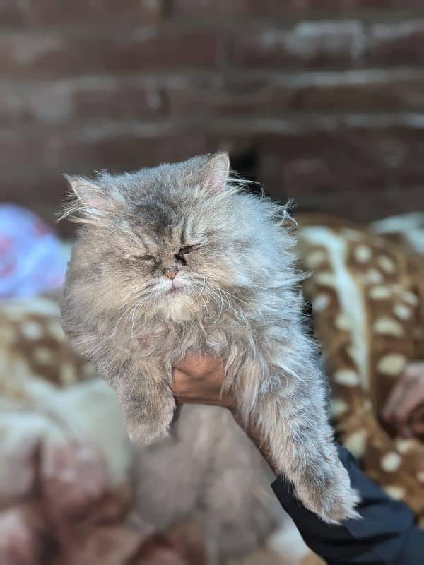 Persian Female Cat For sale urgent 0