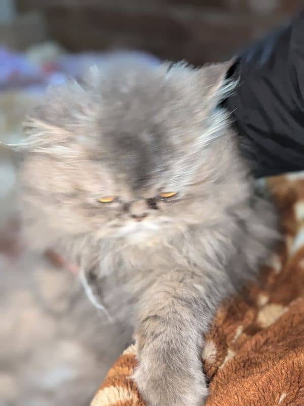 Persian Female Cat For sale urgent 1