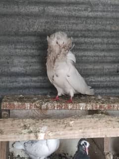 Naqab posh pigeon for sale 3 female