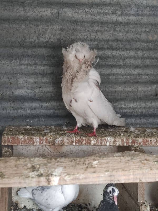 Naqab posh pigeon for sale 3 female 0