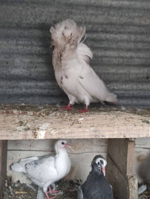 Naqab posh pigeon for sale 3 female 1