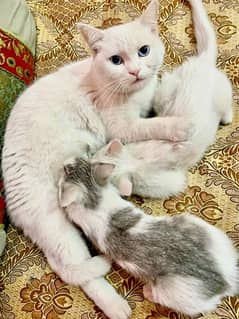 Persian cat pair kittens for sell